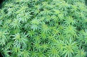 Texas Dispensary Jobs
