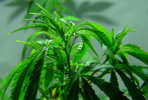 Dispensary Jobs in Louisiana