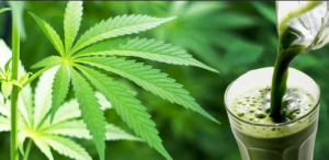 Georgia Dispensary Jobs