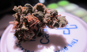 Minnesota Dispensary Jobs