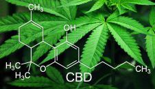 Indica Sativa