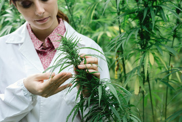 women marijuana jobs