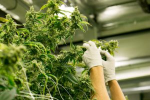 Top Cannabis Careers